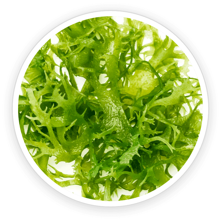 Chlorella Vulgaris — natural source